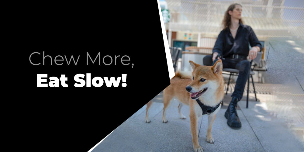 How do we get our dog to eat slower?